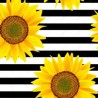 Estampado Girasoles Fondo Líneas